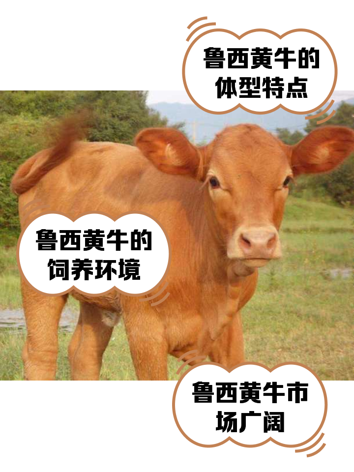 黑龙江最新医保取现黄牛方法分析(最方便真实的黑龙江医保取现黄牛怎么取方法)